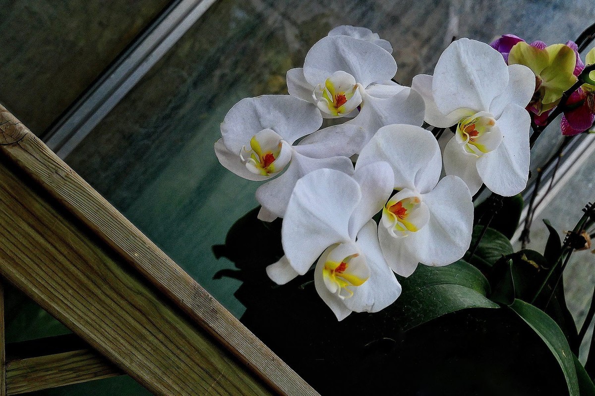 再拍植物园蝴蝶兰