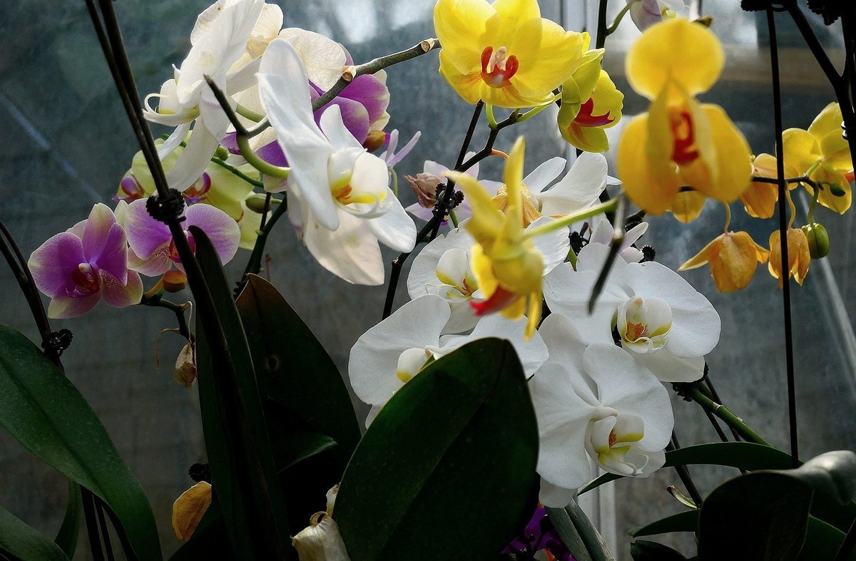 再拍植物园蝴蝶兰