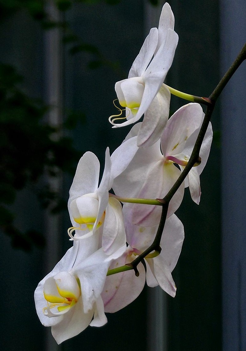 再拍植物园蝴蝶兰