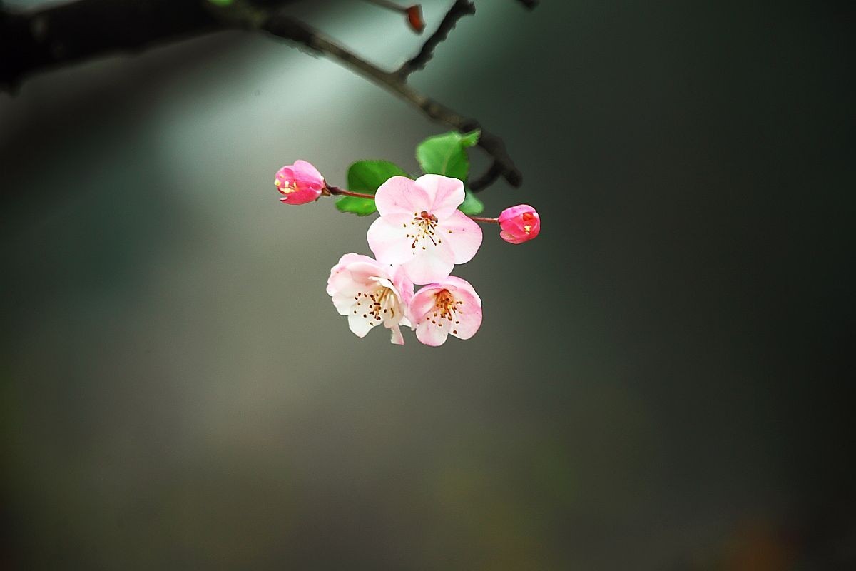 长江第一城——宜宾（五）