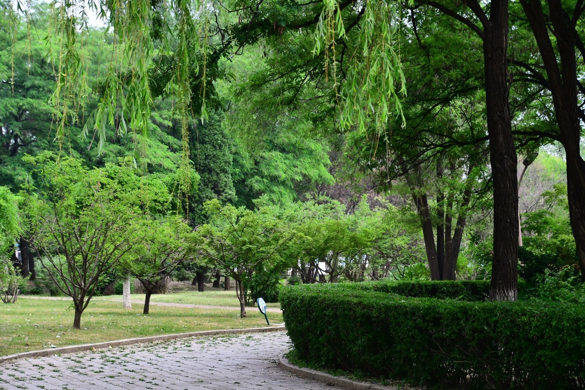夏日里醉人的绿