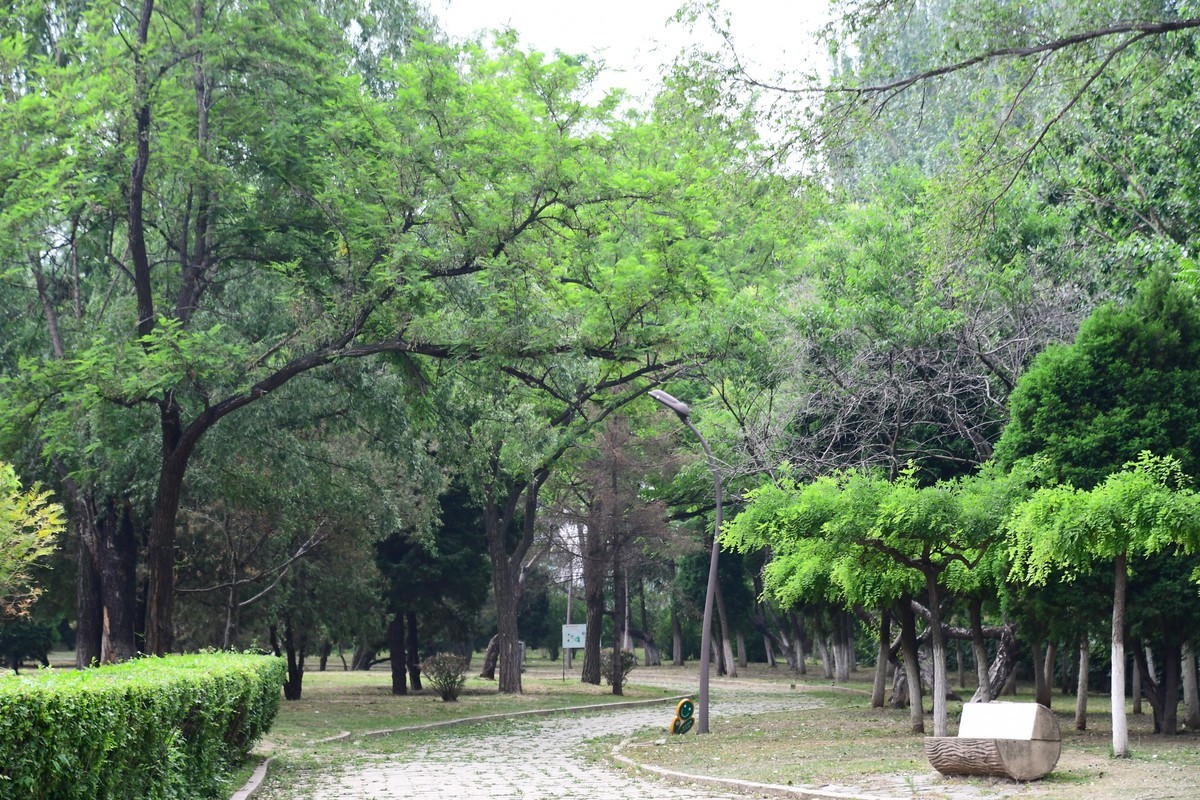 夏日里醉人的绿