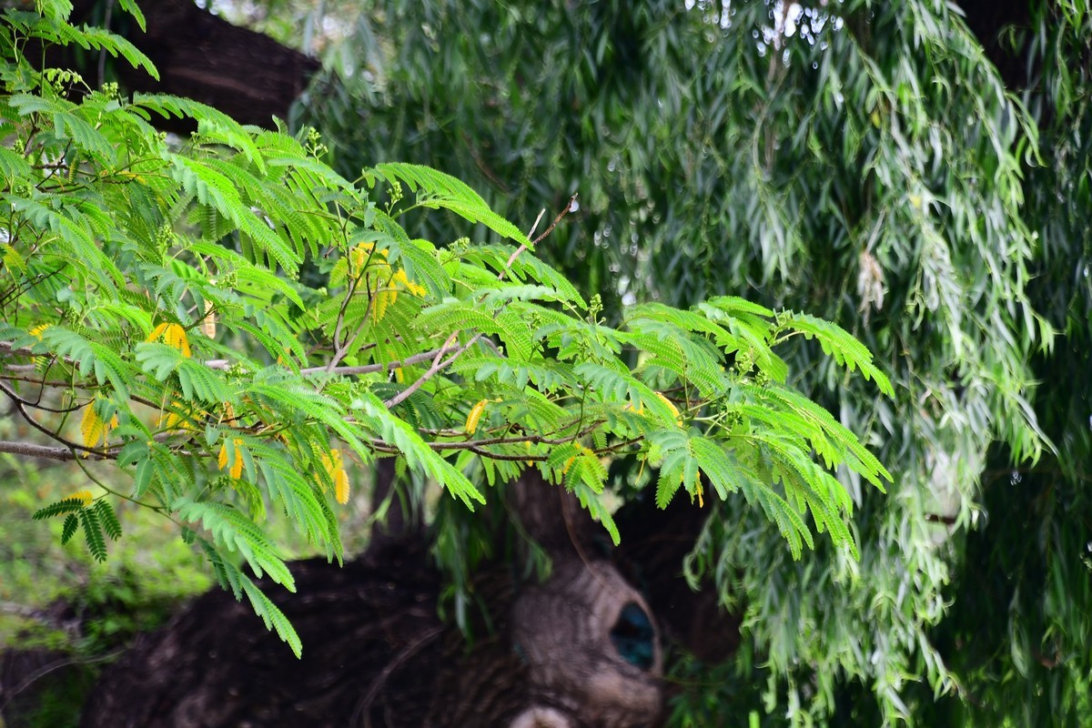 夏日里醉人的绿