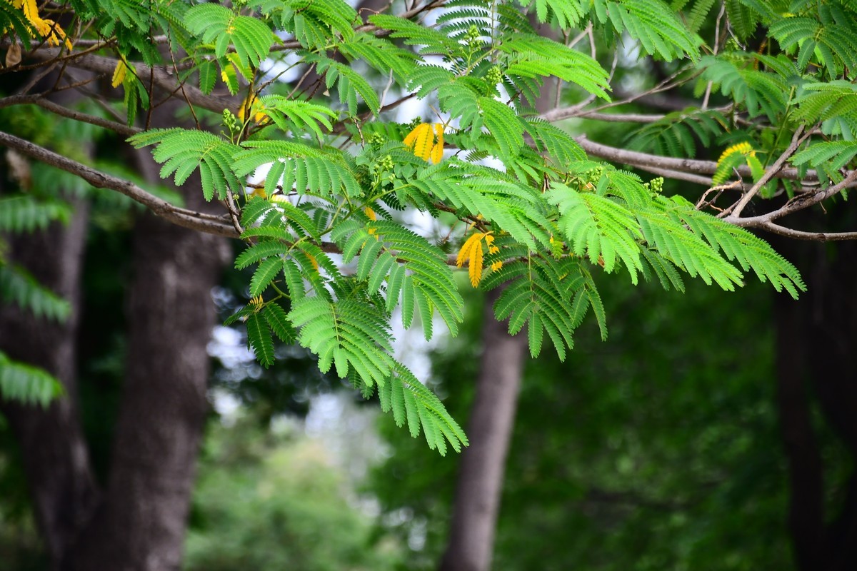 夏日里醉人的绿