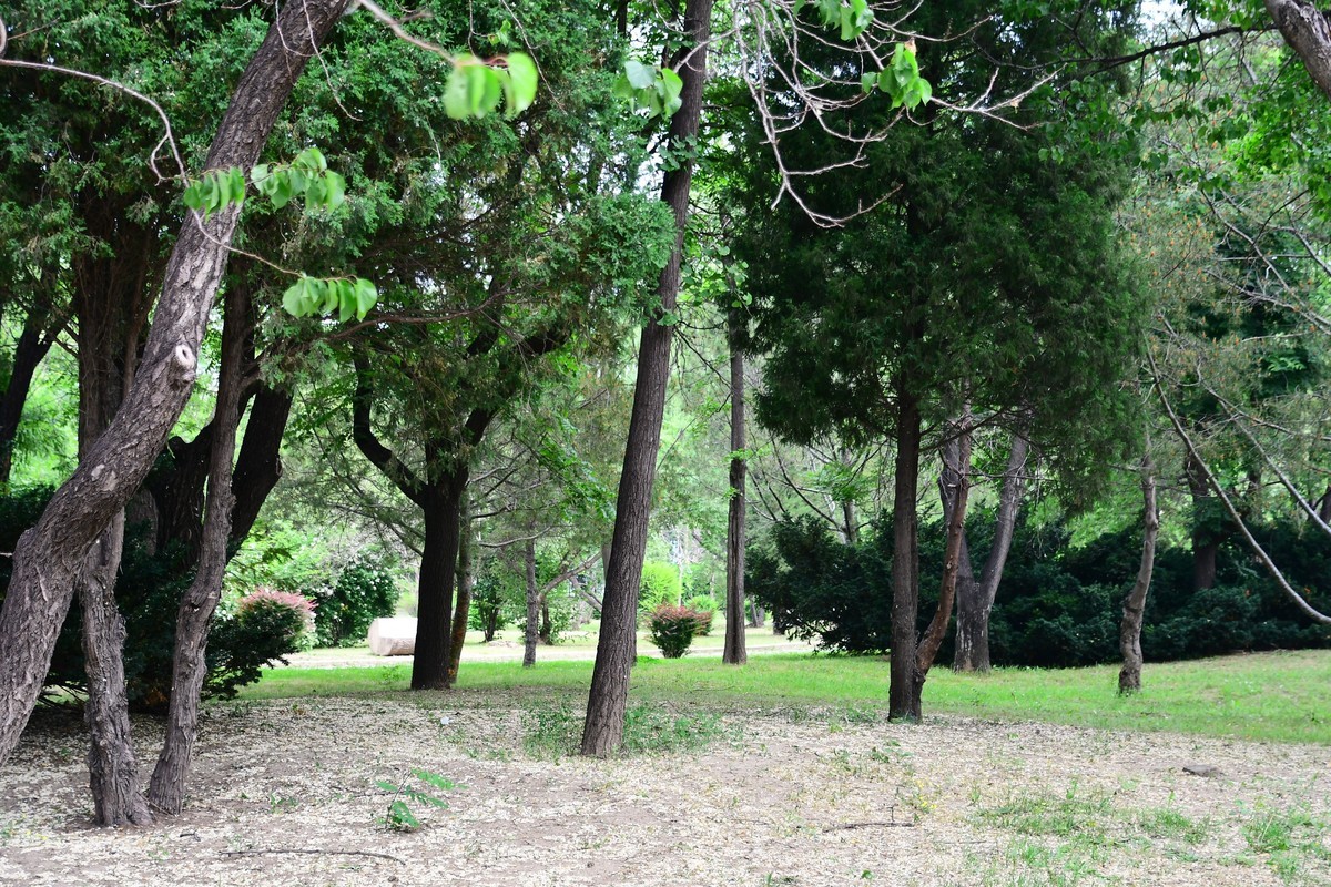 夏日里醉人的绿