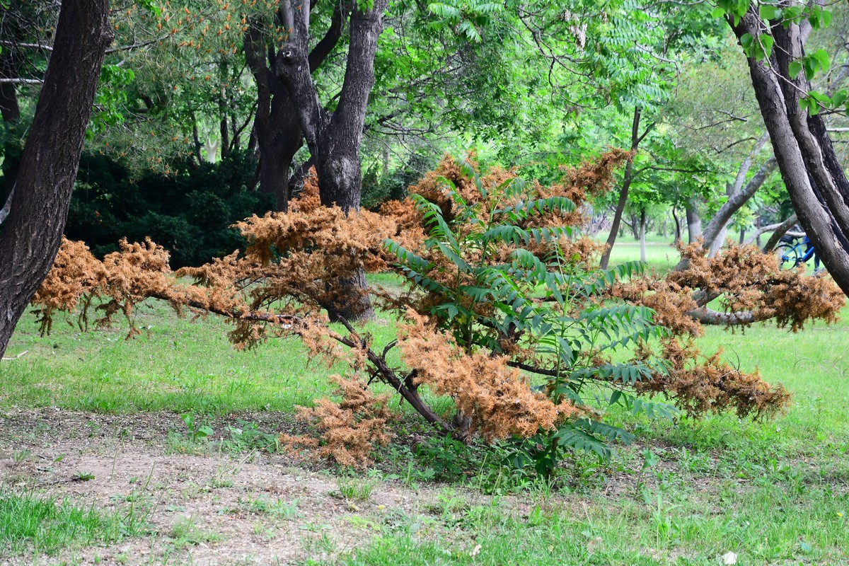 夏日里醉人的绿