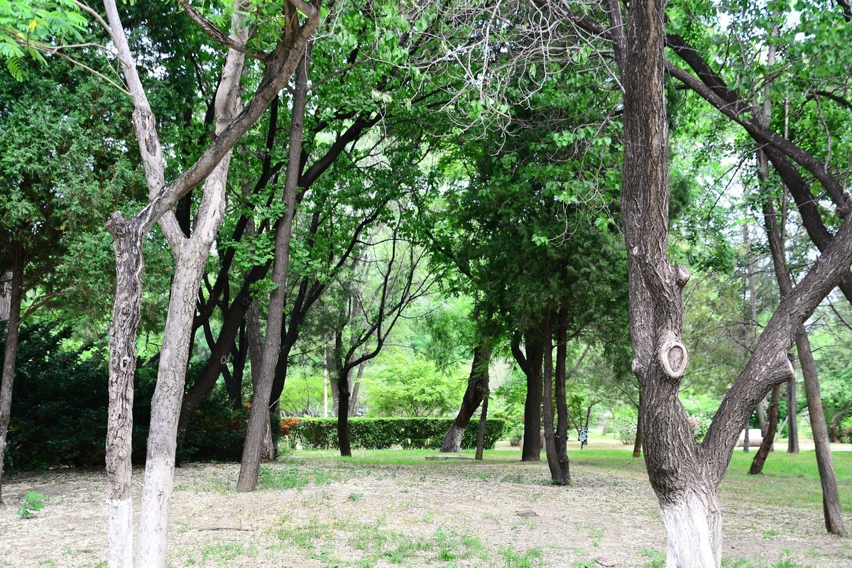 夏日里醉人的绿