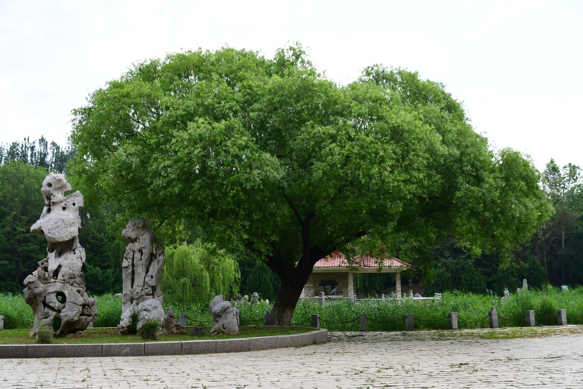 夏日里醉人的绿