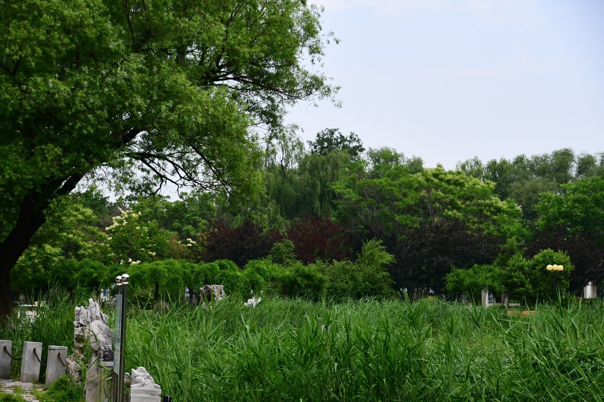 夏日里醉人的绿