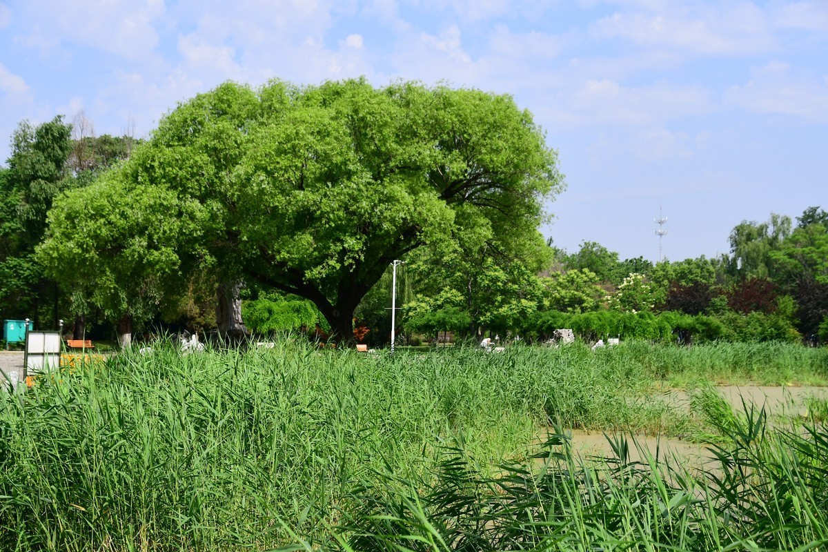 夏日里醉人的绿
