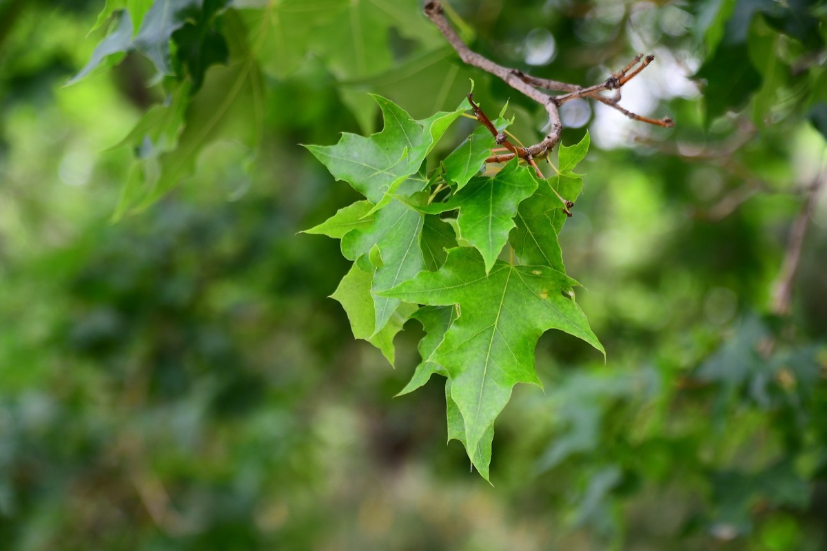 夏日里醉人的绿