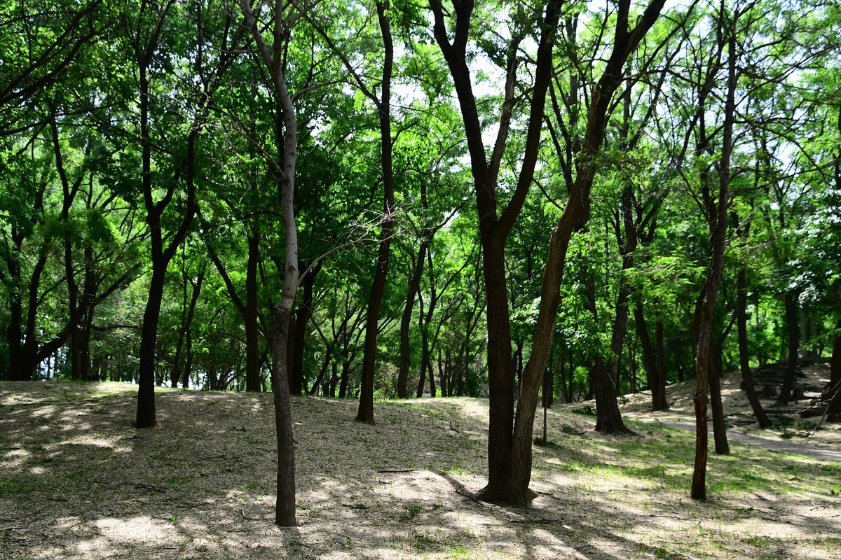 夏日里醉人的绿