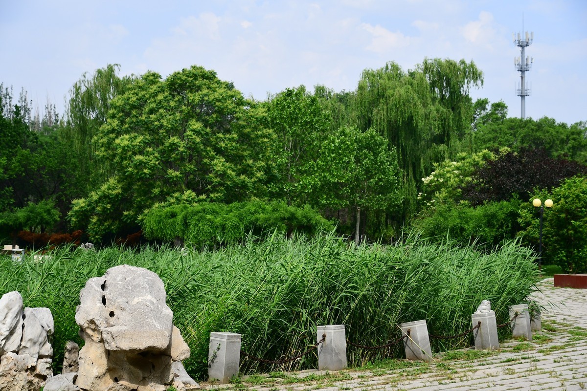 夏日里醉人的绿