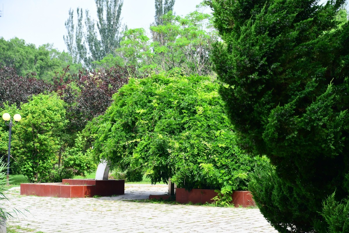 夏日里醉人的绿