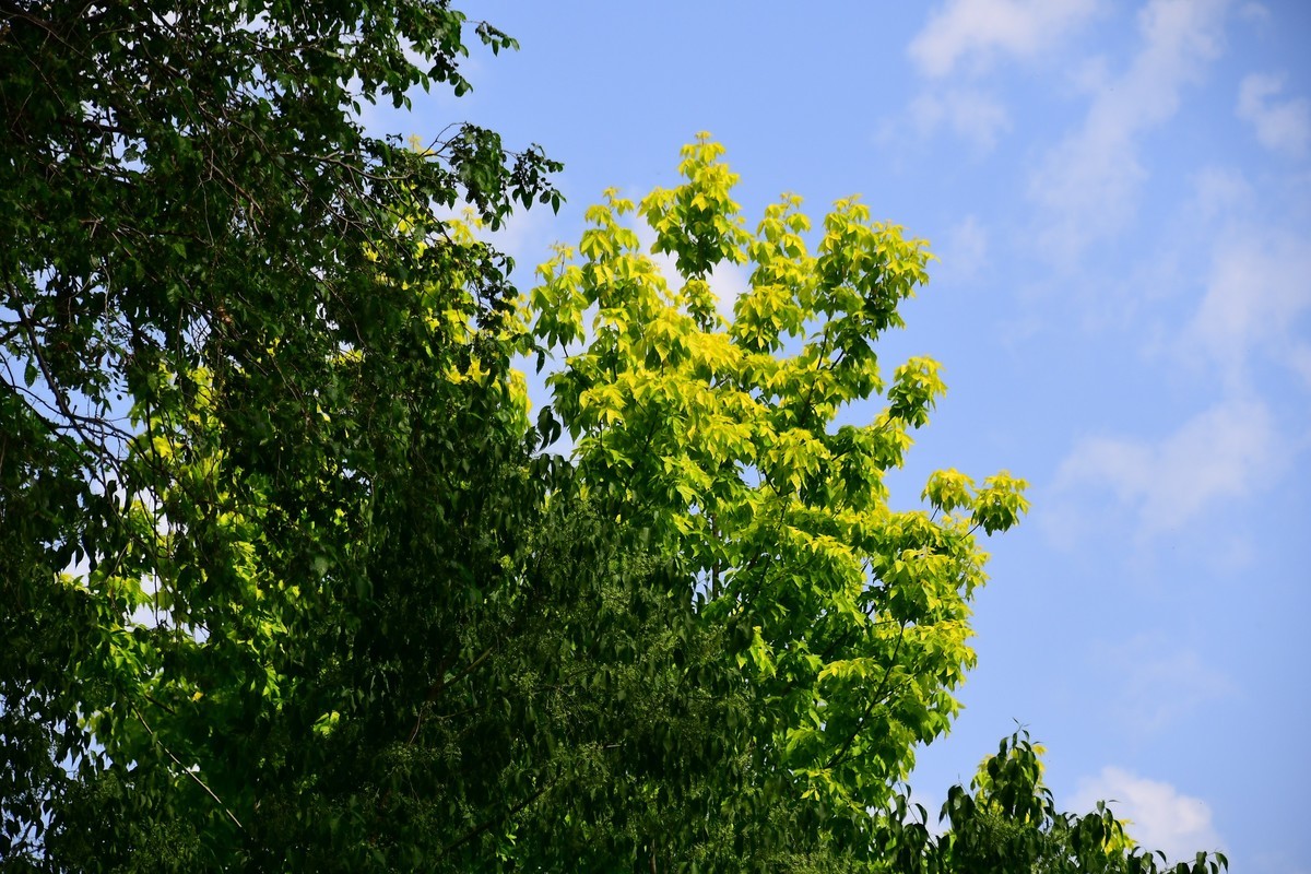夏日里醉人的绿