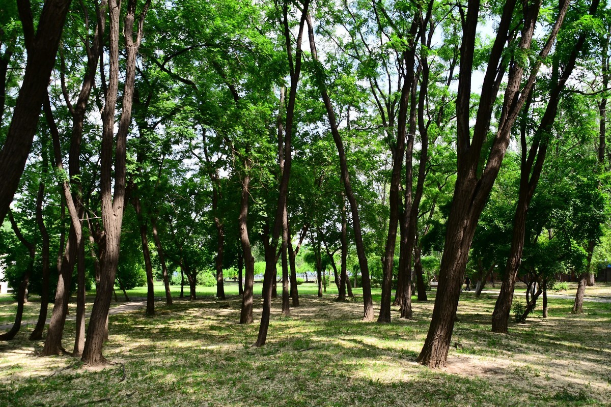 夏日里醉人的绿