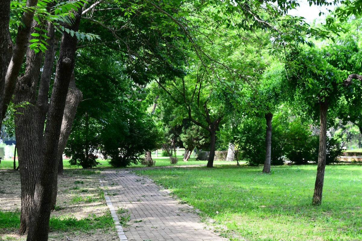 夏日里醉人的绿
