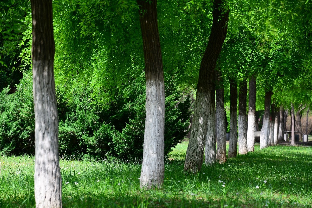夏日里醉人的绿