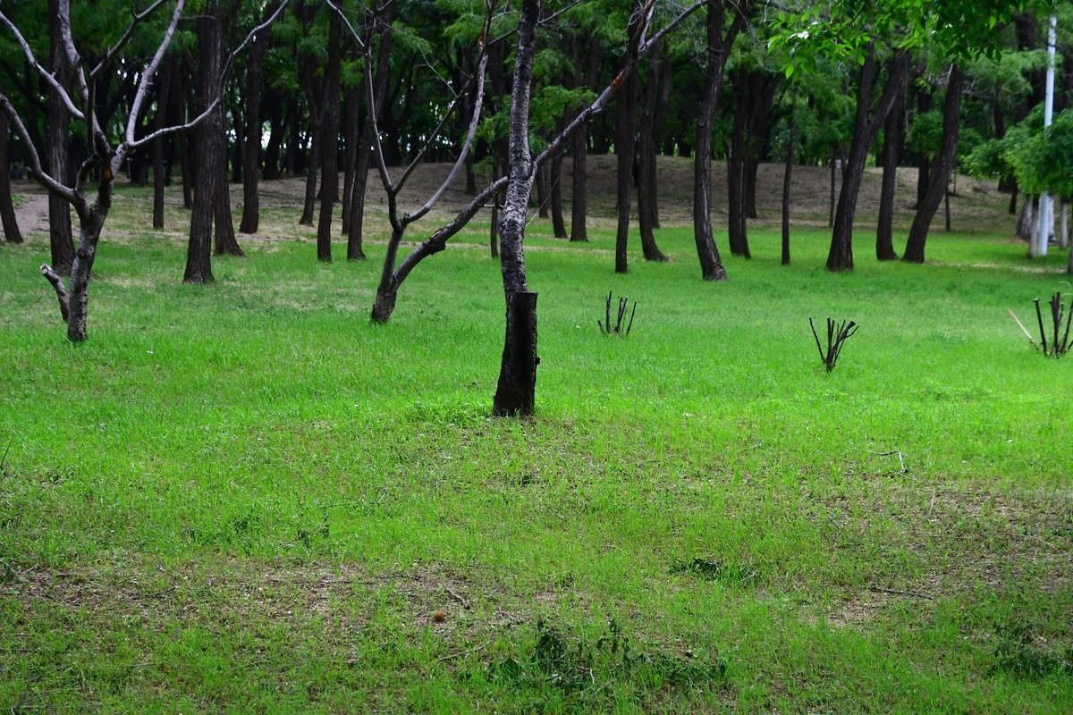 夏日里醉人的绿
