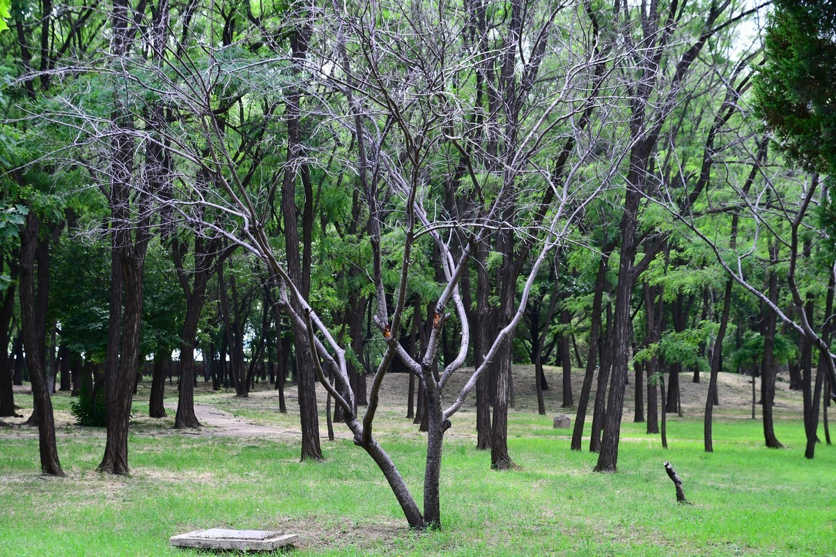 夏日里醉人的绿