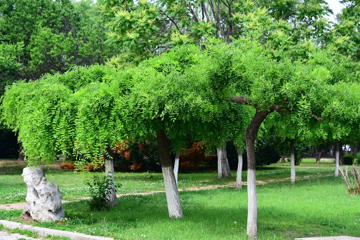 夏日里醉人的绿