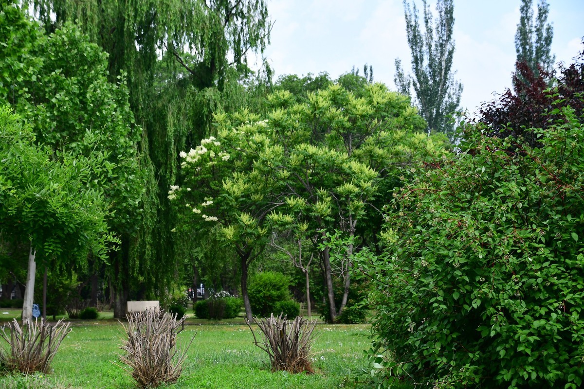 夏日里醉人的绿