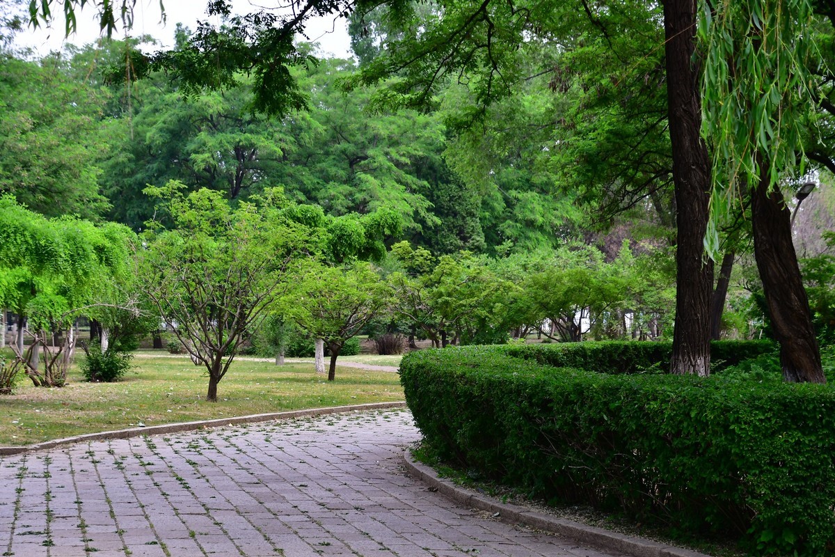 夏日里醉人的绿