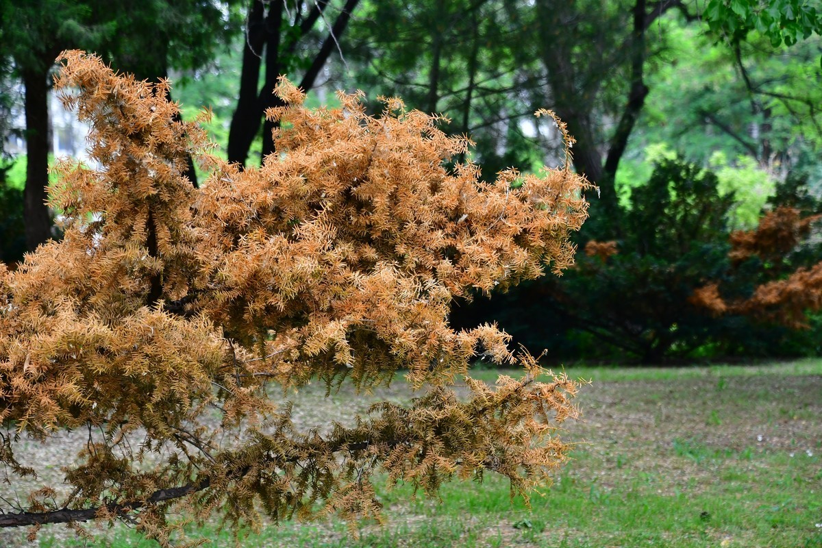 夏日里醉人的绿