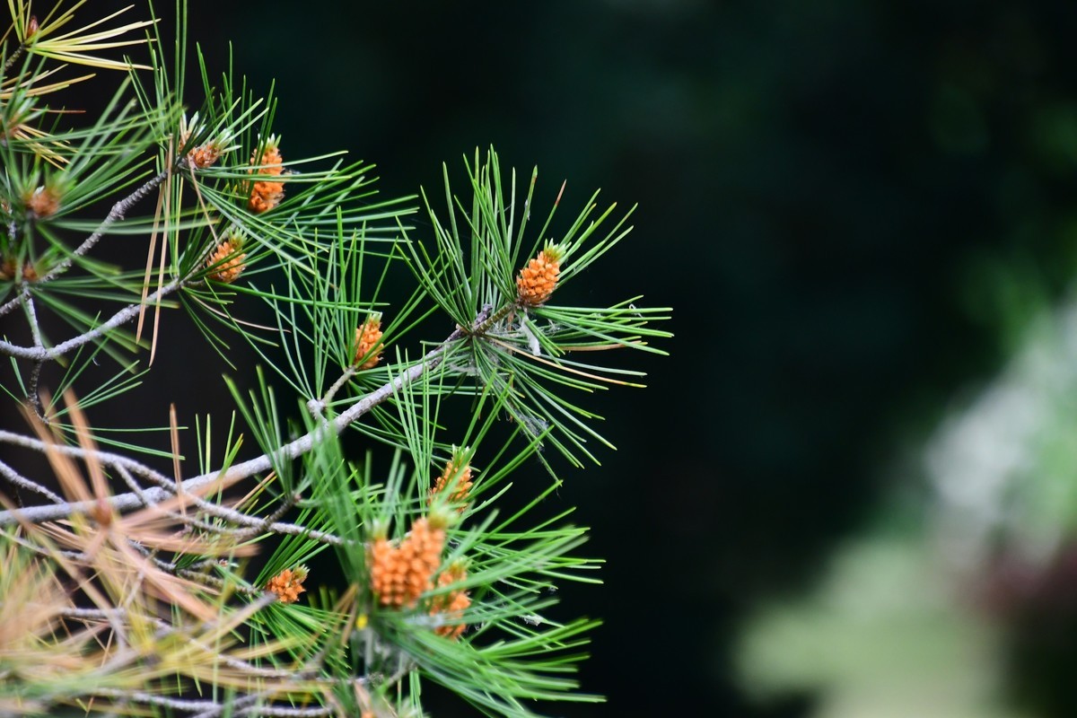 夏日里醉人的绿