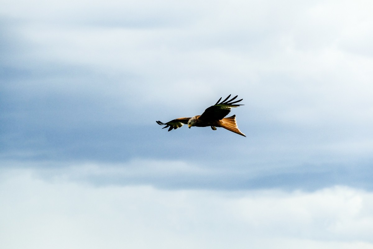 “山雨欲来”，“鹰击长空”
