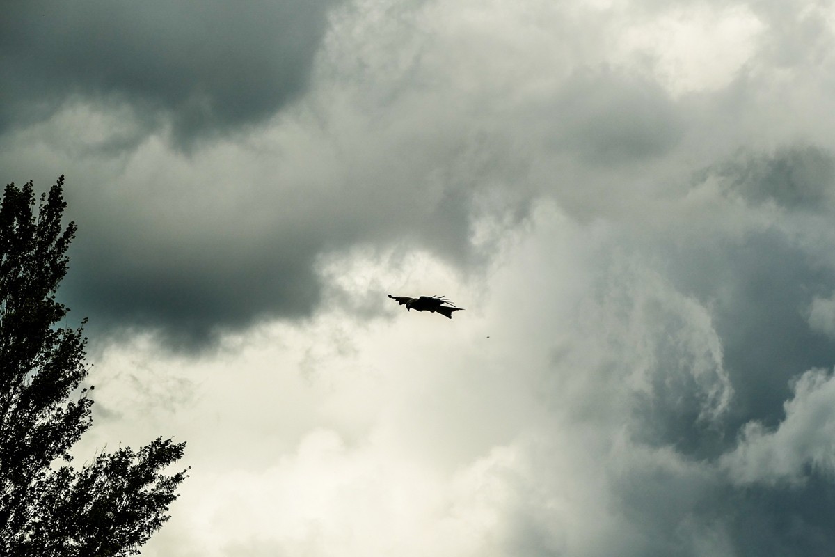 “山雨欲来”，“鹰击长空”
