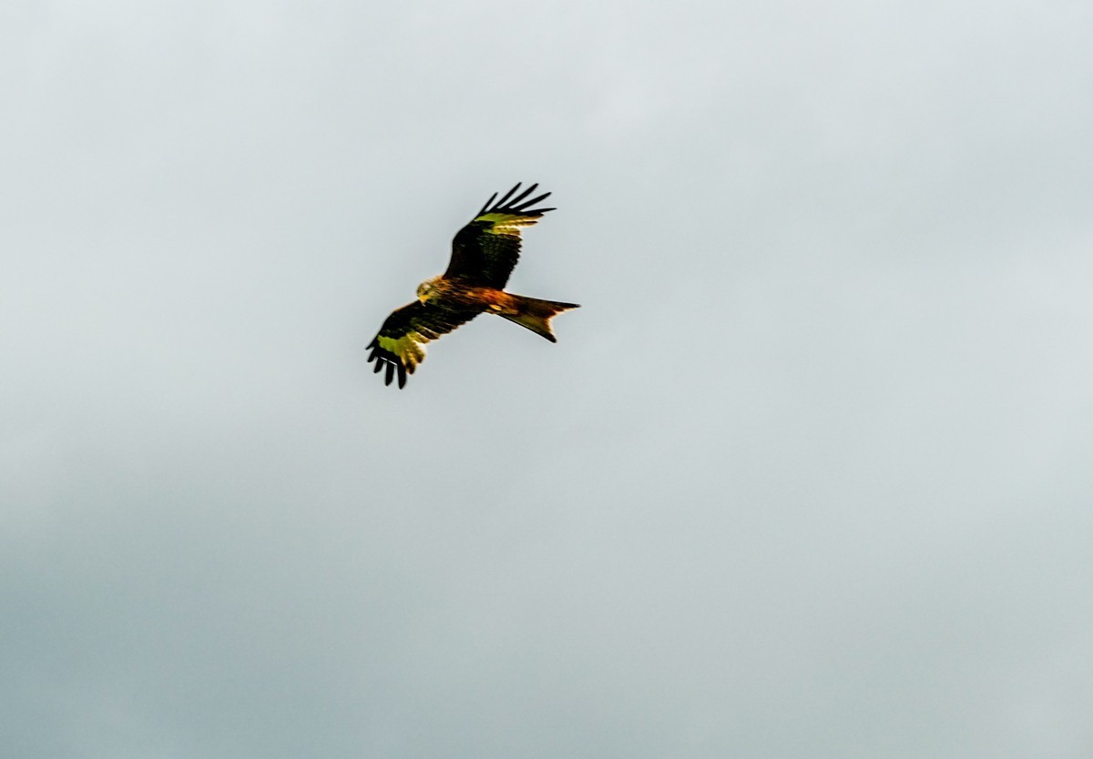 “山雨欲来”，“鹰击长空”