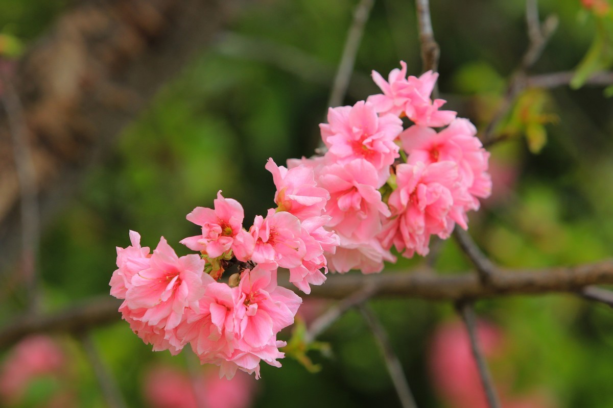 2022年摄影花卉一174