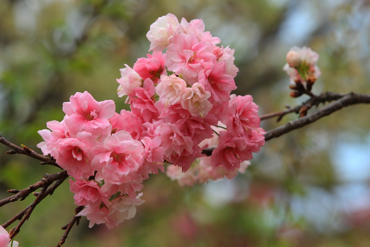 2022年摄影花卉一174