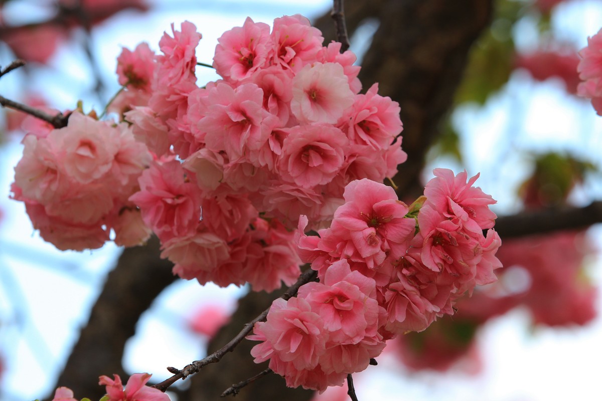 2022年摄影花卉一174