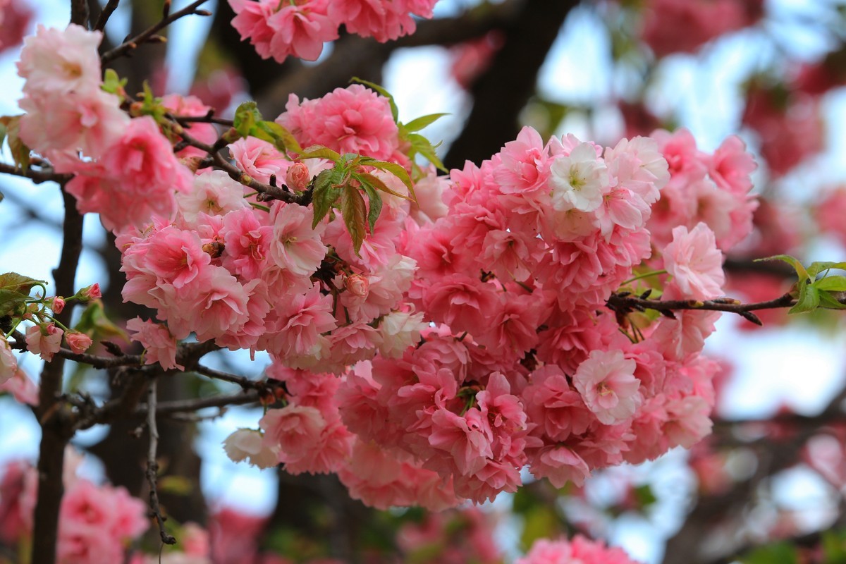 2022年摄影花卉一174