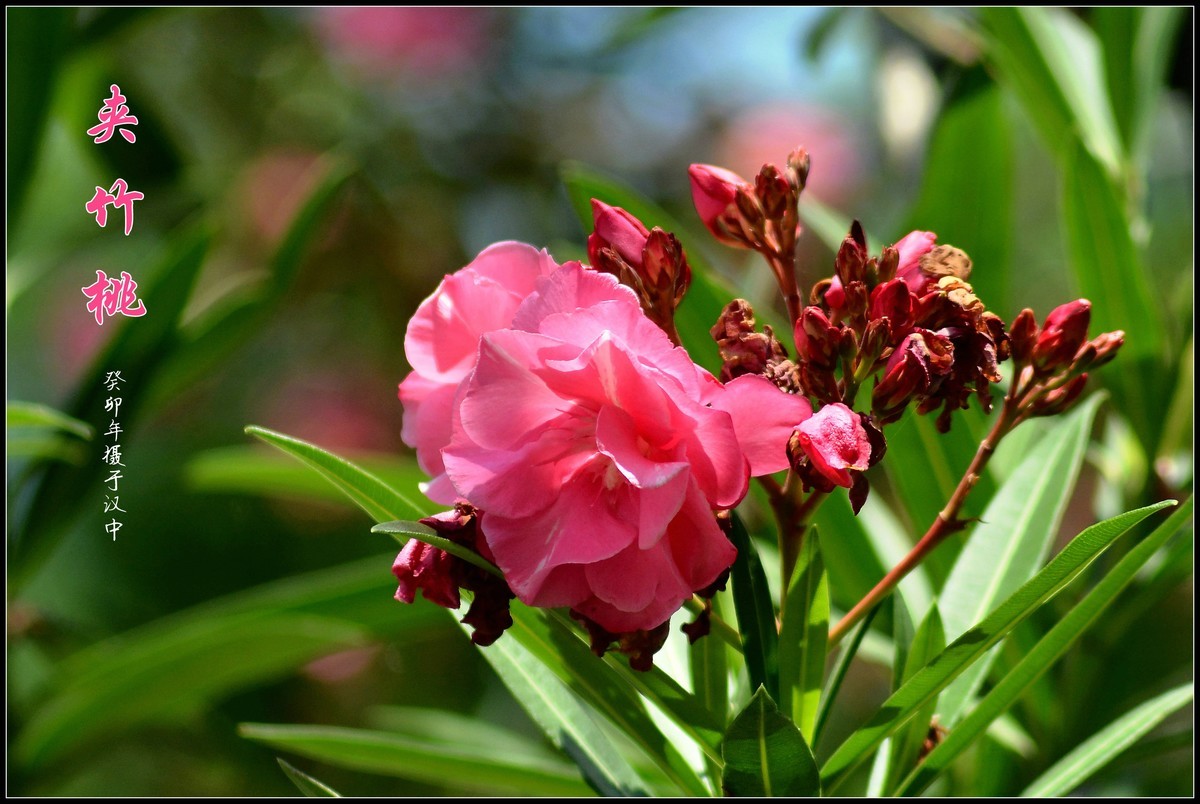 夹竹桃（2023252）