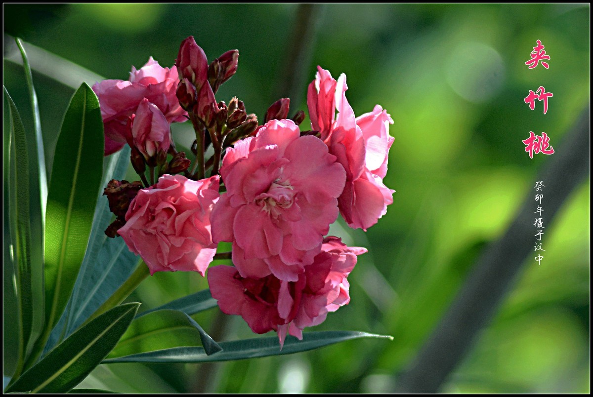 夹竹桃（2023252）