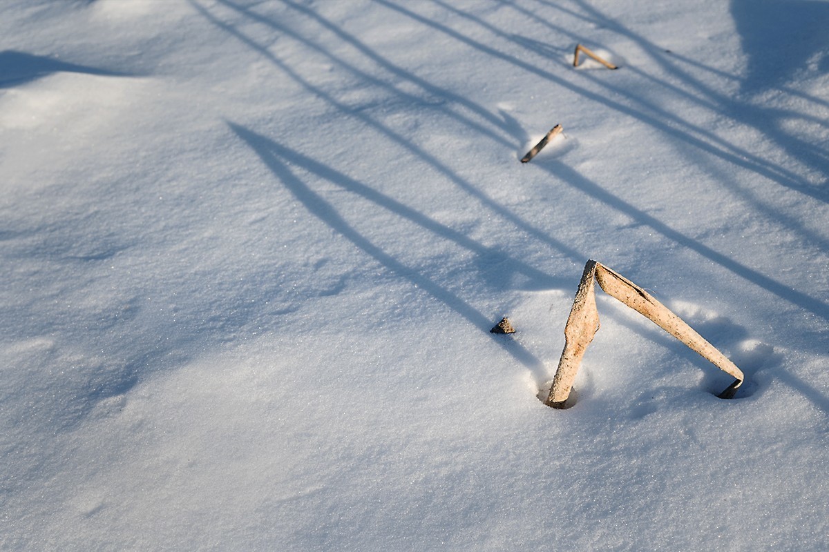 “人精”拍摄的残雪