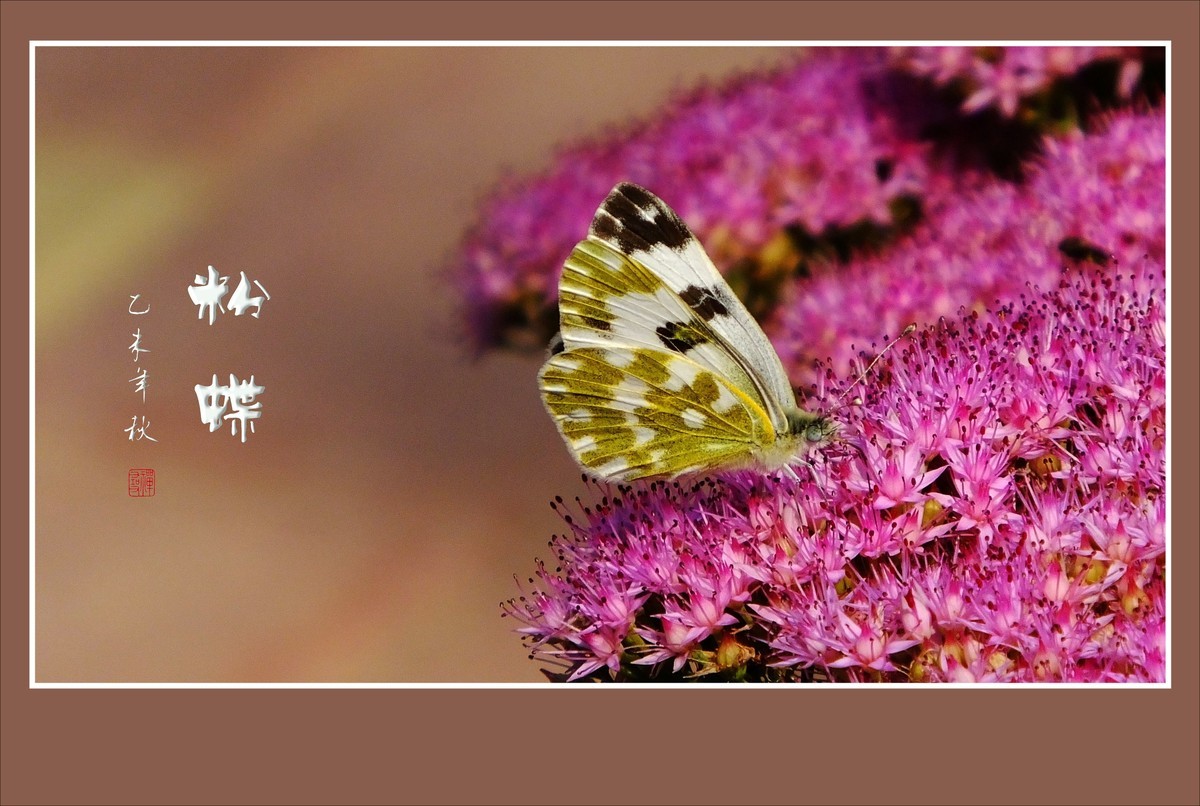 花上飞花的俏蝴蝶