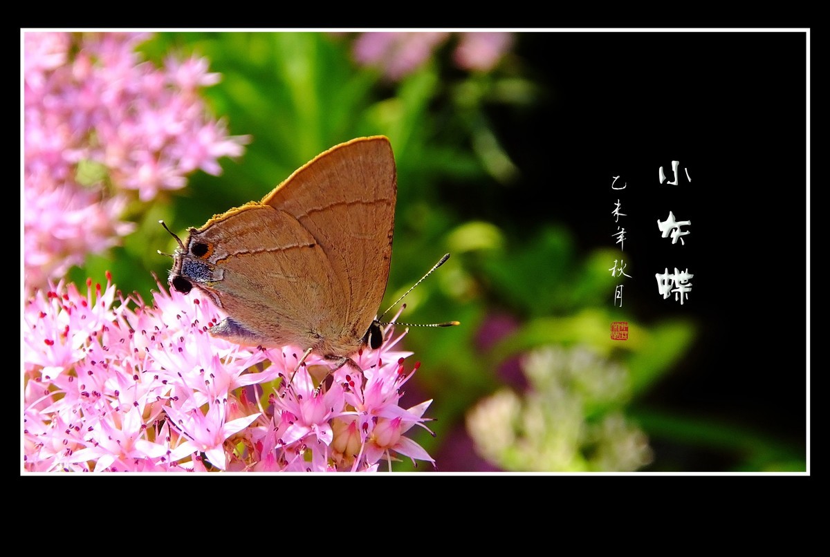 花上飞花的俏蝴蝶