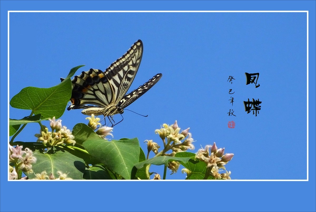 花上飞花的俏蝴蝶
