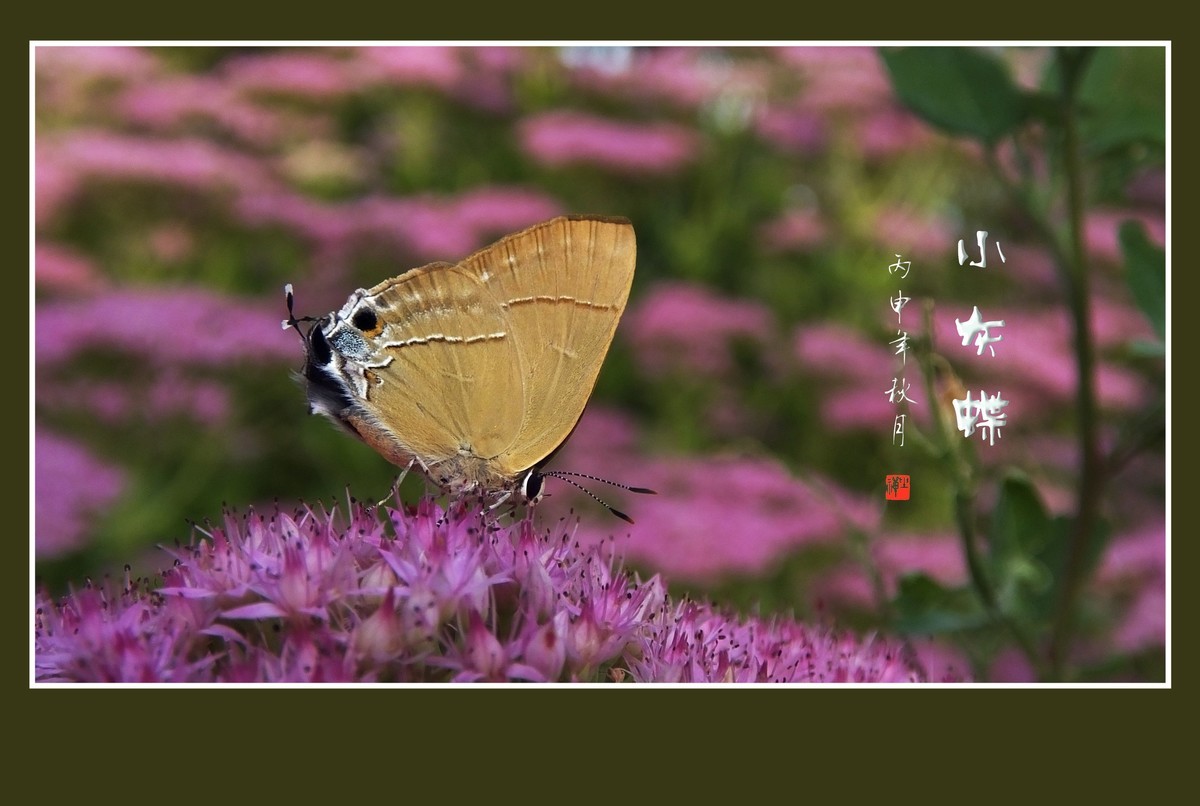 花上飞花的俏蝴蝶