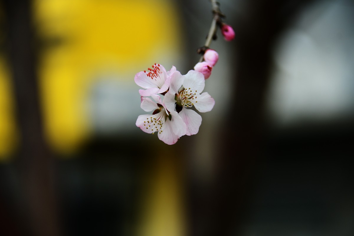 滨城桃花朵朵开