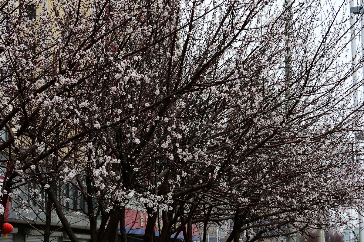 滨城桃花朵朵开