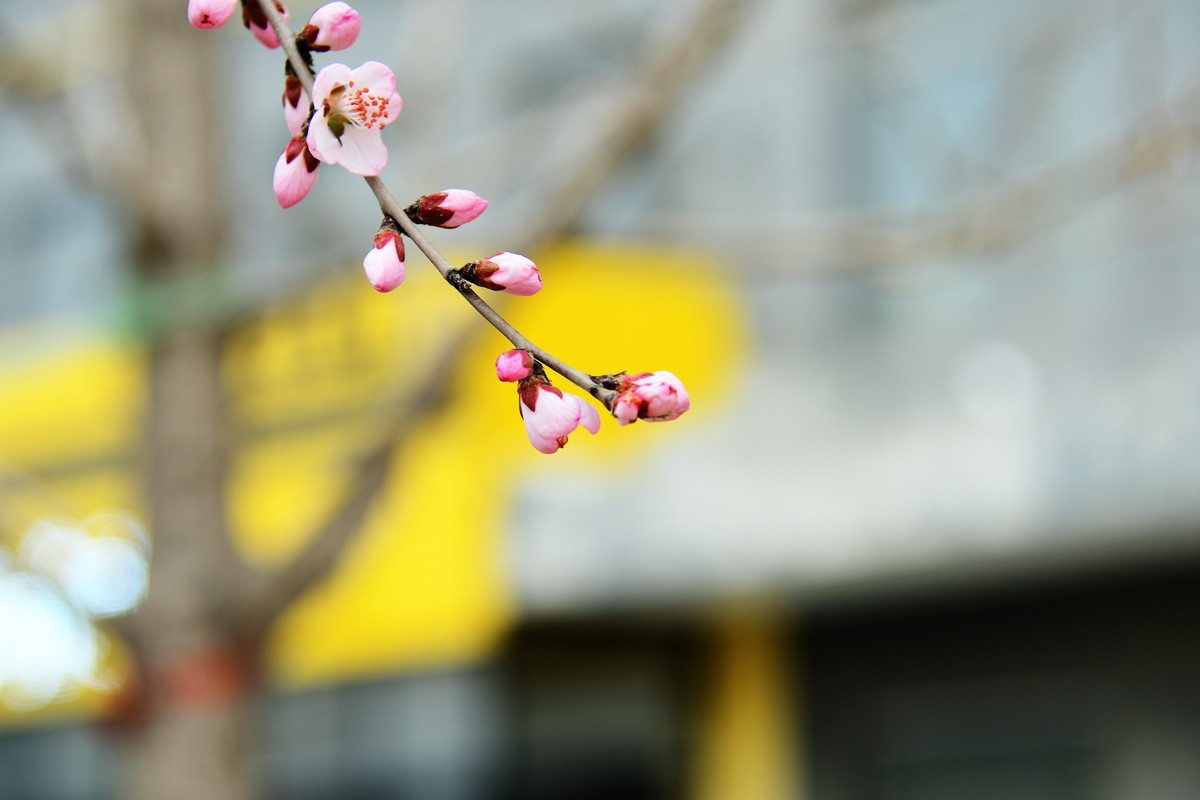 滨城桃花朵朵开