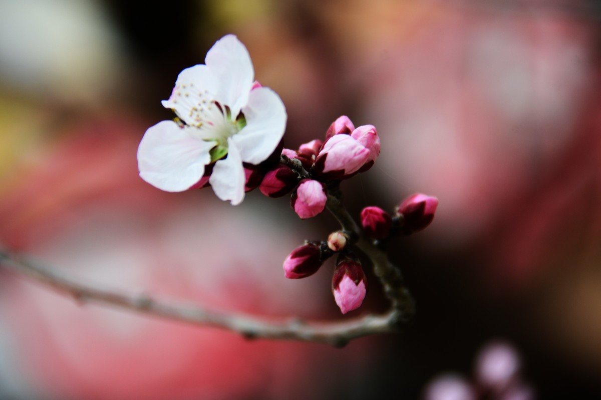 滨城桃花朵朵开