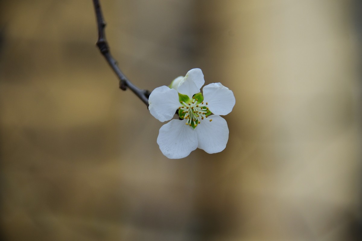滨城桃花朵朵开