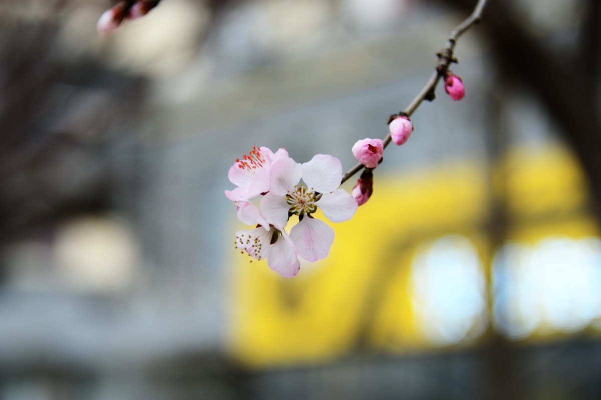滨城桃花朵朵开