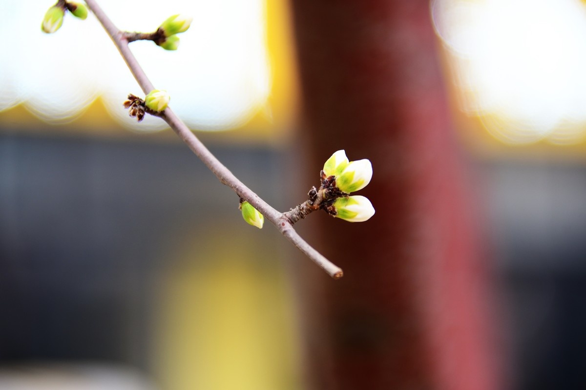 滨城桃花朵朵开